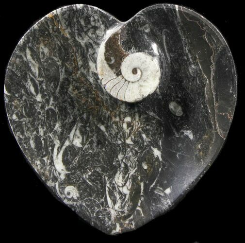 Heart Shaped Fossil Goniatite Dish #39367